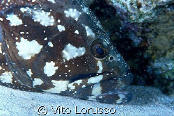 Fishs by Vito Lorusso 